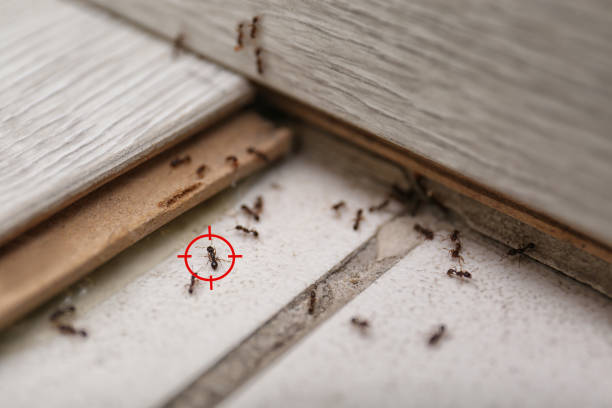 Best Best Pest Control Companies  in Mazon, IL