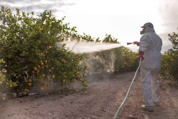 Best Wasp Removal Services  in Mazon, IL