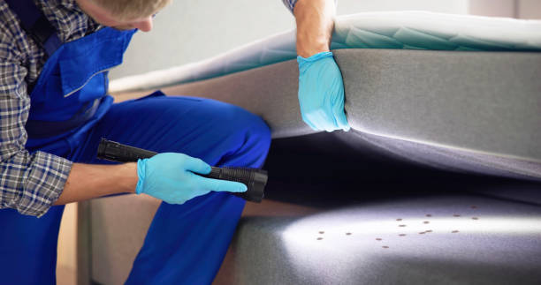 Flea Control Services in Mazon, IL