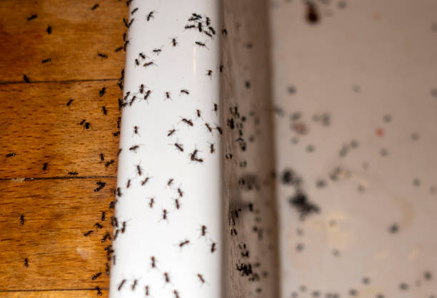 Best Exterminator Services  in Mazon, IL