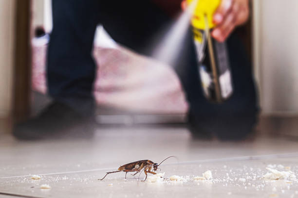 Best Local Pest Control Services  in Mazon, IL